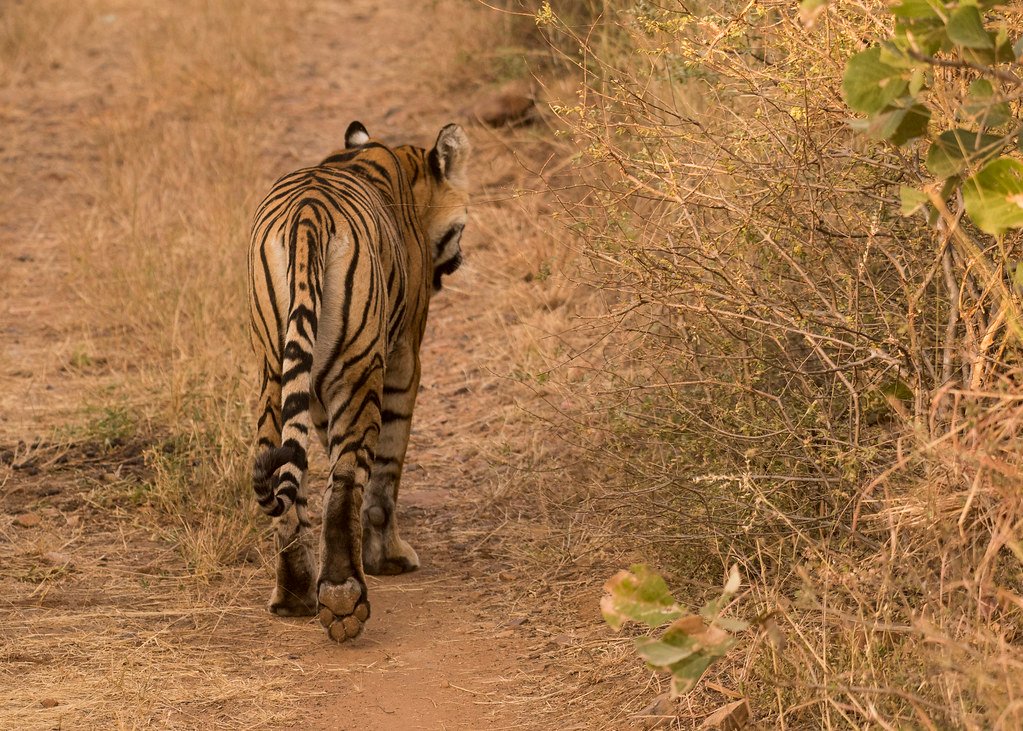 The Poaching Pressure Cooker (image credits: flickr)