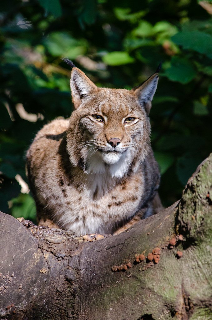 Ears That Hear Whispers (image credits: flickr)