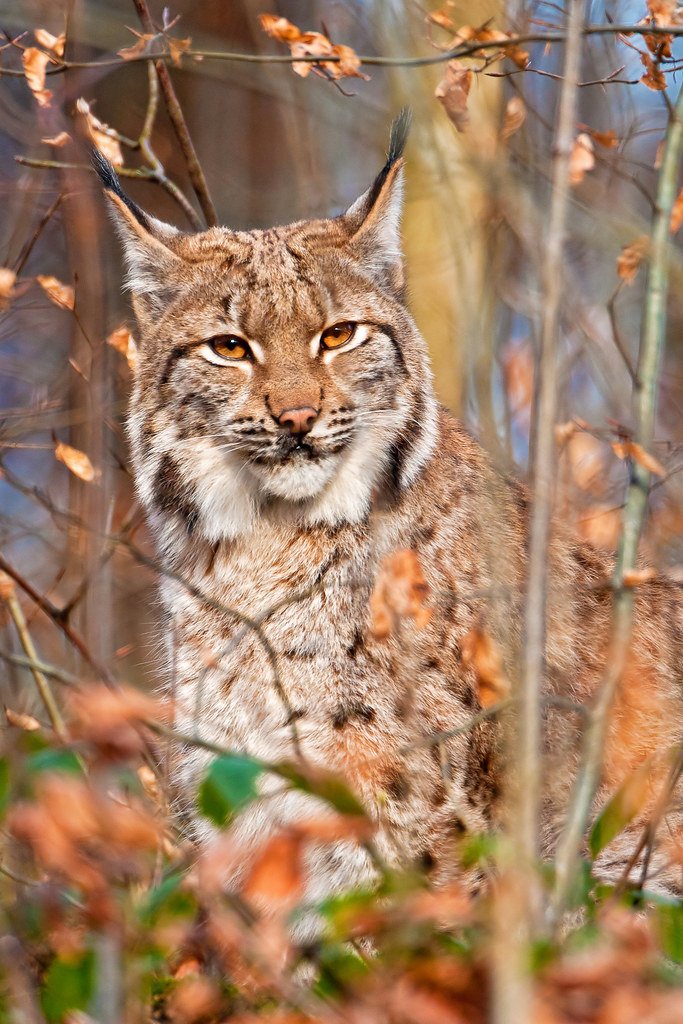 Camouflage: The Disappearing Act (image credits: flickr)