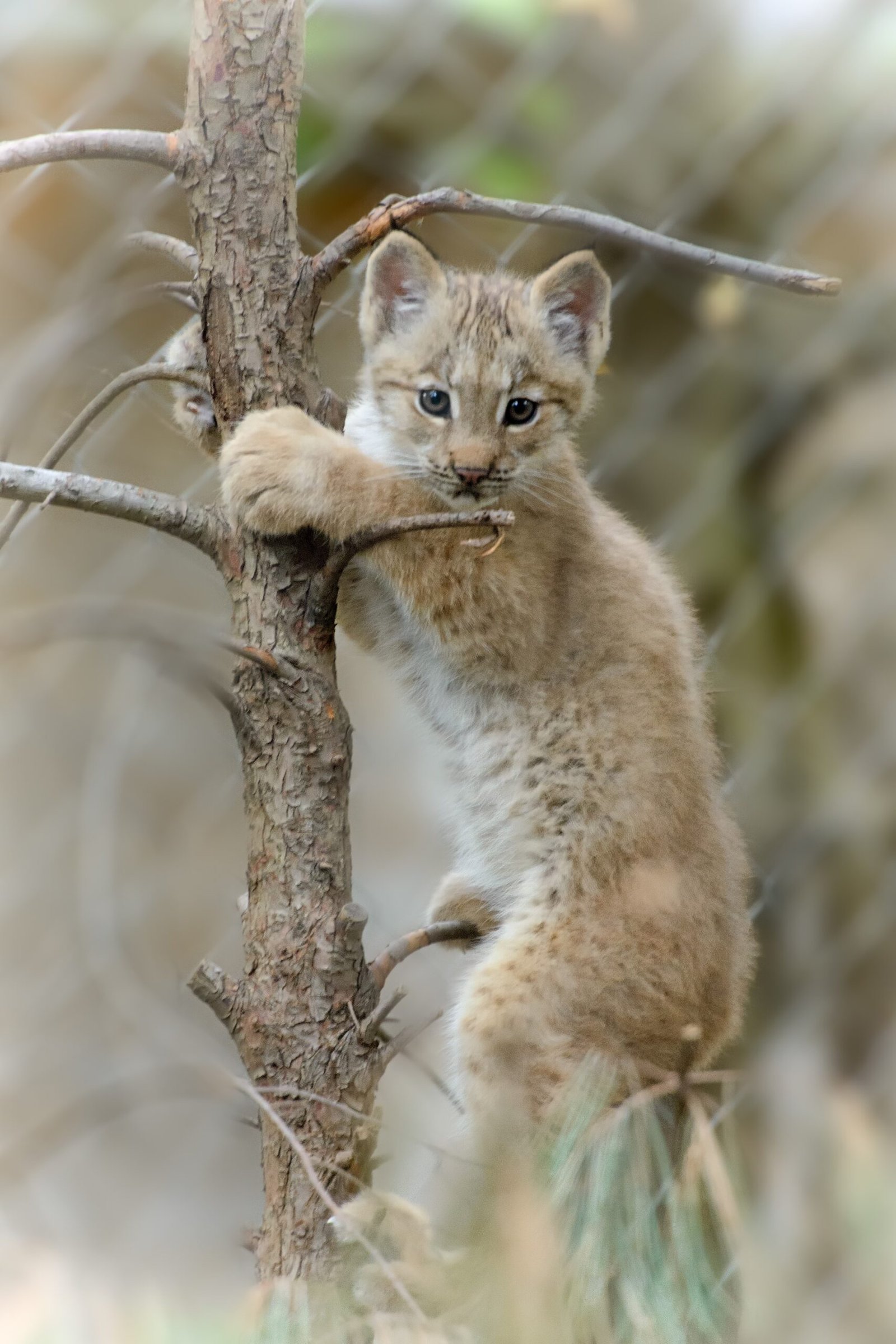 The Science of Stealth Movement (image credits: wikimedia)