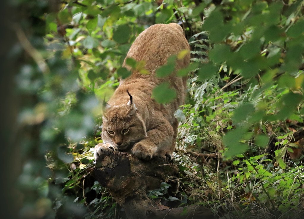 The Retractable Claw Advantage (image credits: flickr)