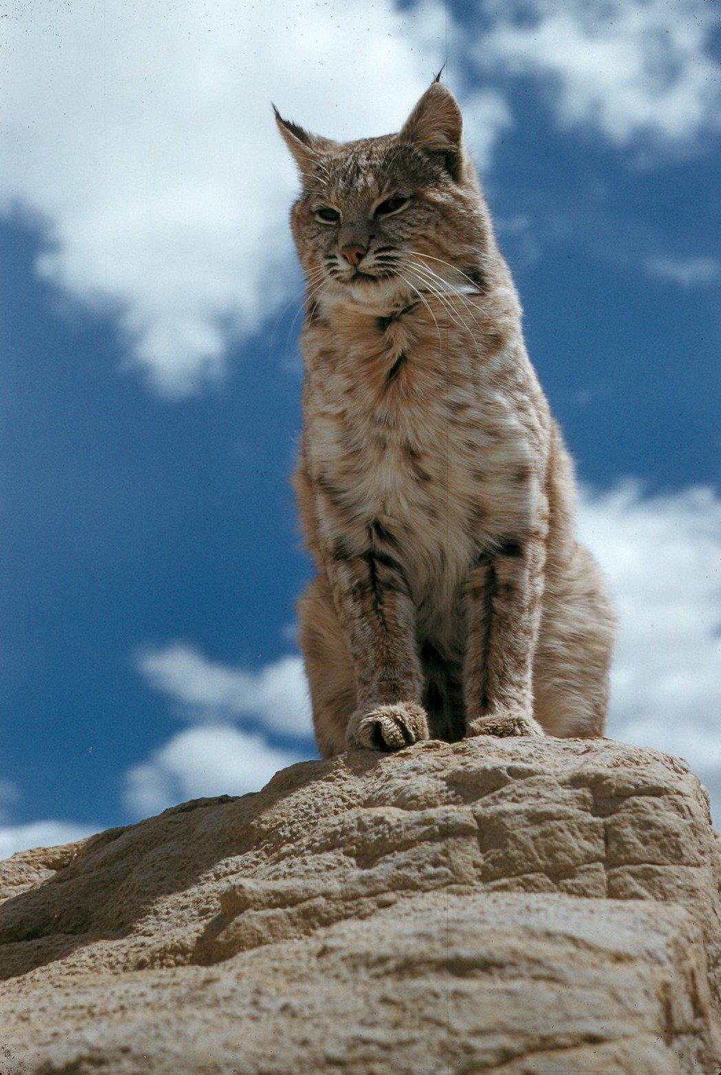 The Solitary Silent Hunter (image credits: wikimedia)