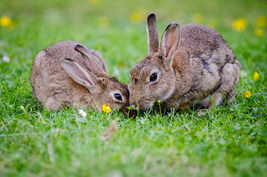 The Rabbit Connection – Fixing the Food Chain (image credits: flickr)