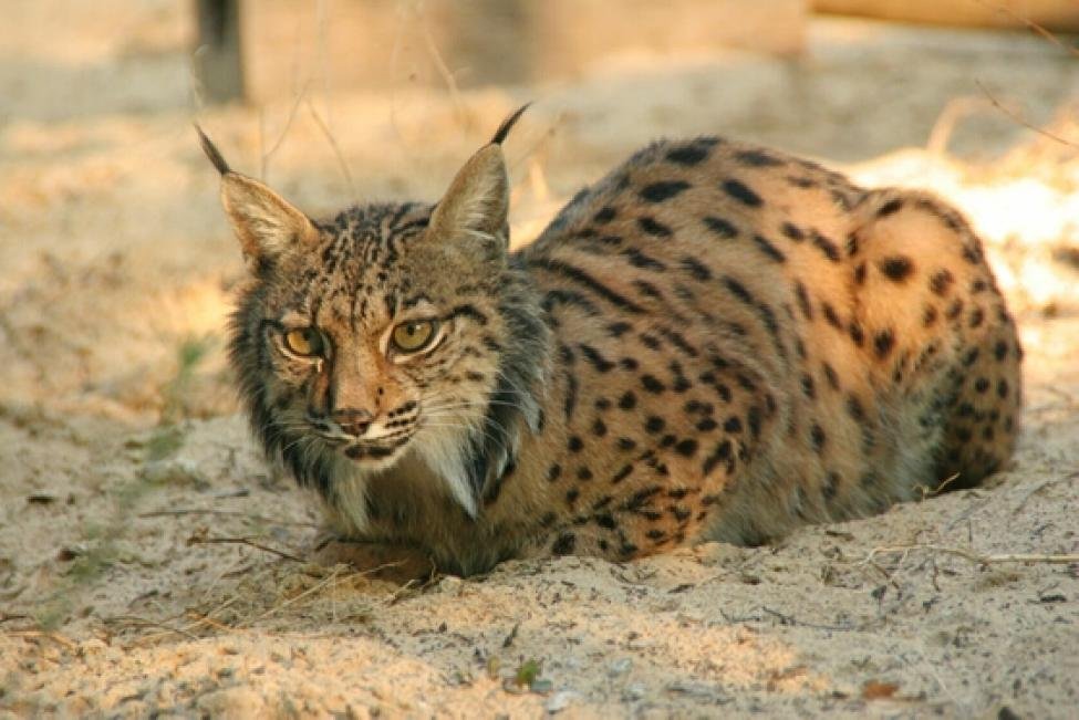 From Extinct to Endangered: The Iberian Lynx's Remarkable Comeback ...