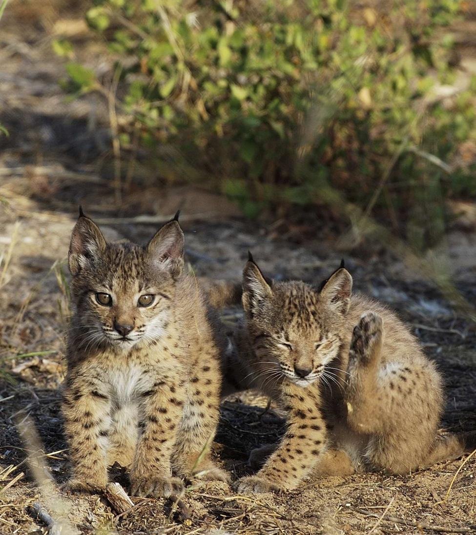 The Breeding Success of 2024 (image credits: wikimedia)