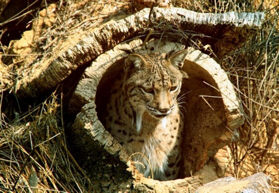 The Road to Full Recovery (image credits: wikimedia)