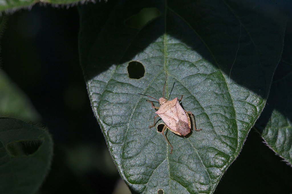 The Soybean Connection: A Perfect Storm (image credits: flickr)