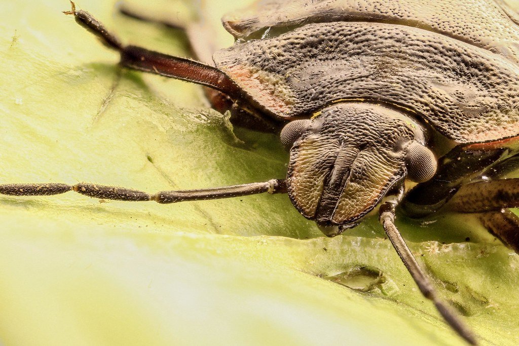 "Stink Bugs in Your House and Your Crops: What the Mid-Atlantic States Are Dealing With"