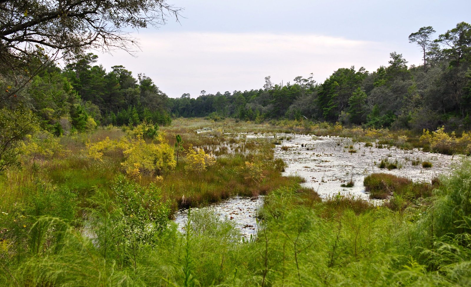 The Bayou Lafourche Wake-Up Call (image credits: wikimedia)