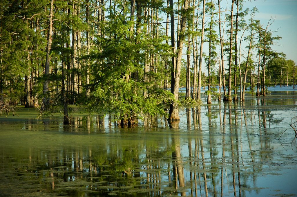 A Breath of Hope from the Bayou (image credits: flickr)