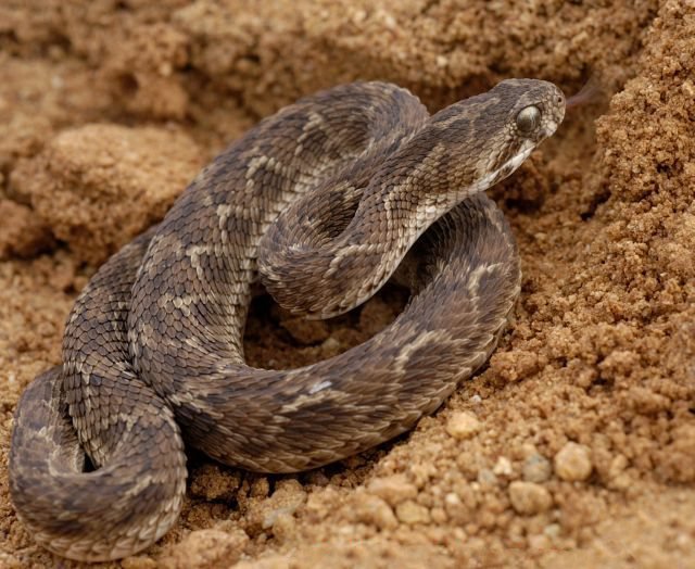 The Evolutionary Arms Race That Started It All (image credits: wikimedia)