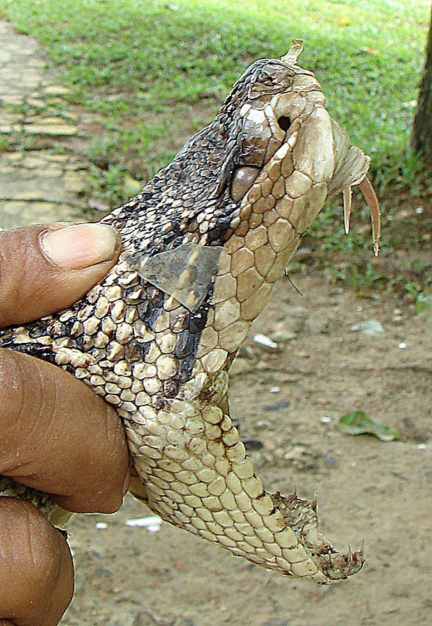 Fang Design: Nature's Most Efficient Injection Systems (image credits: wikimedia)