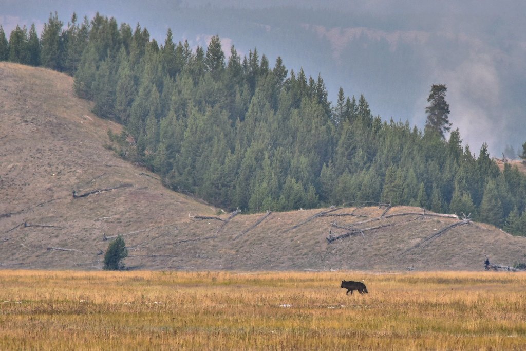 The Yellowstone Case Study: A Living Laboratory (image credits: flickr)