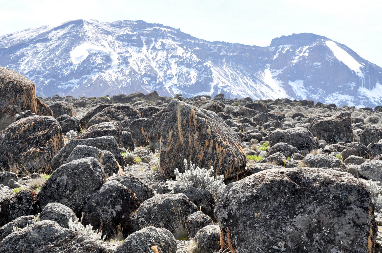 Climate Change and Volcanic Plant Interactions (image credits: wikimedia)