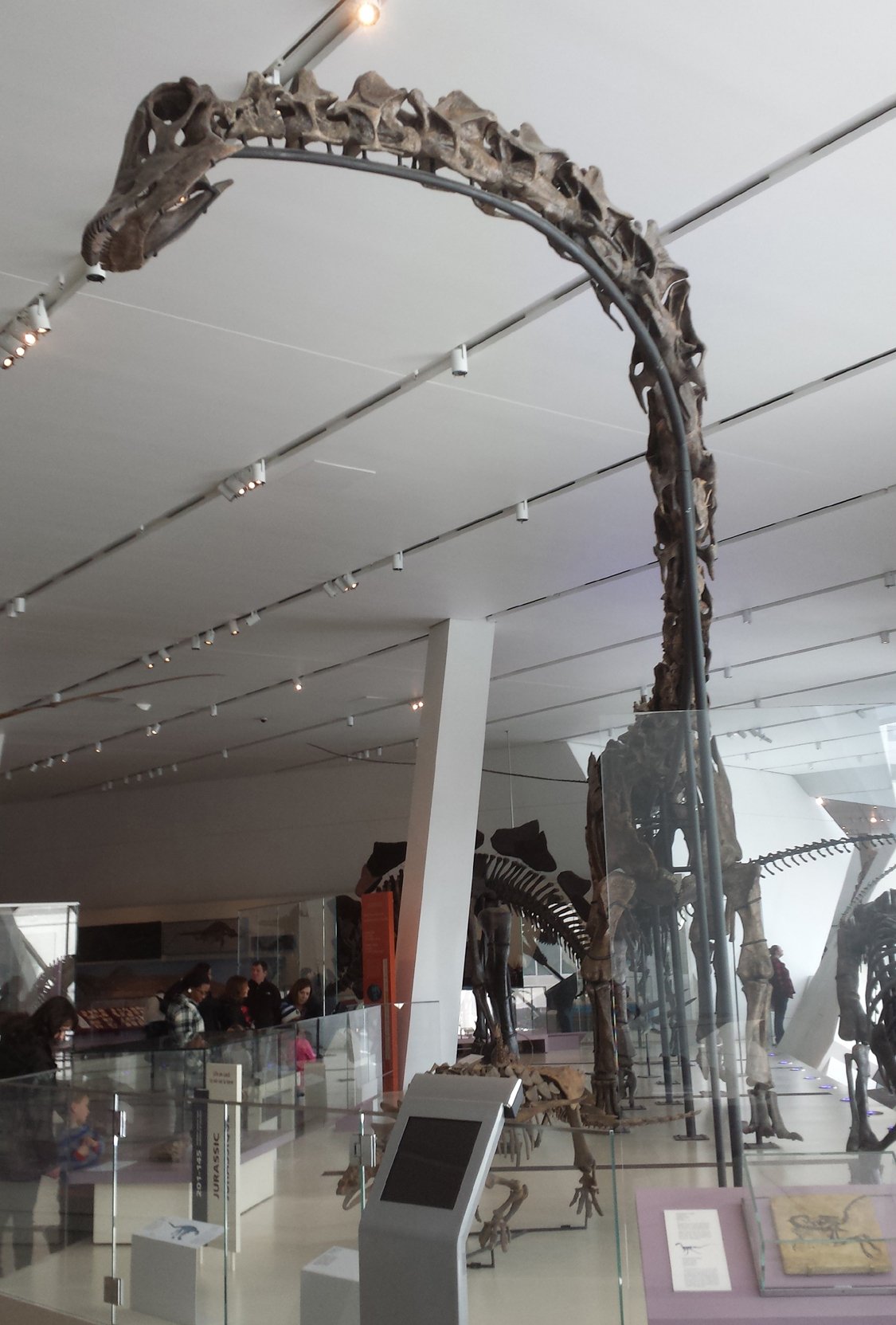 The Gentle Giant: Sauroposeidon proteles (Texas State Dinosaur) (image credits: wikimedia)