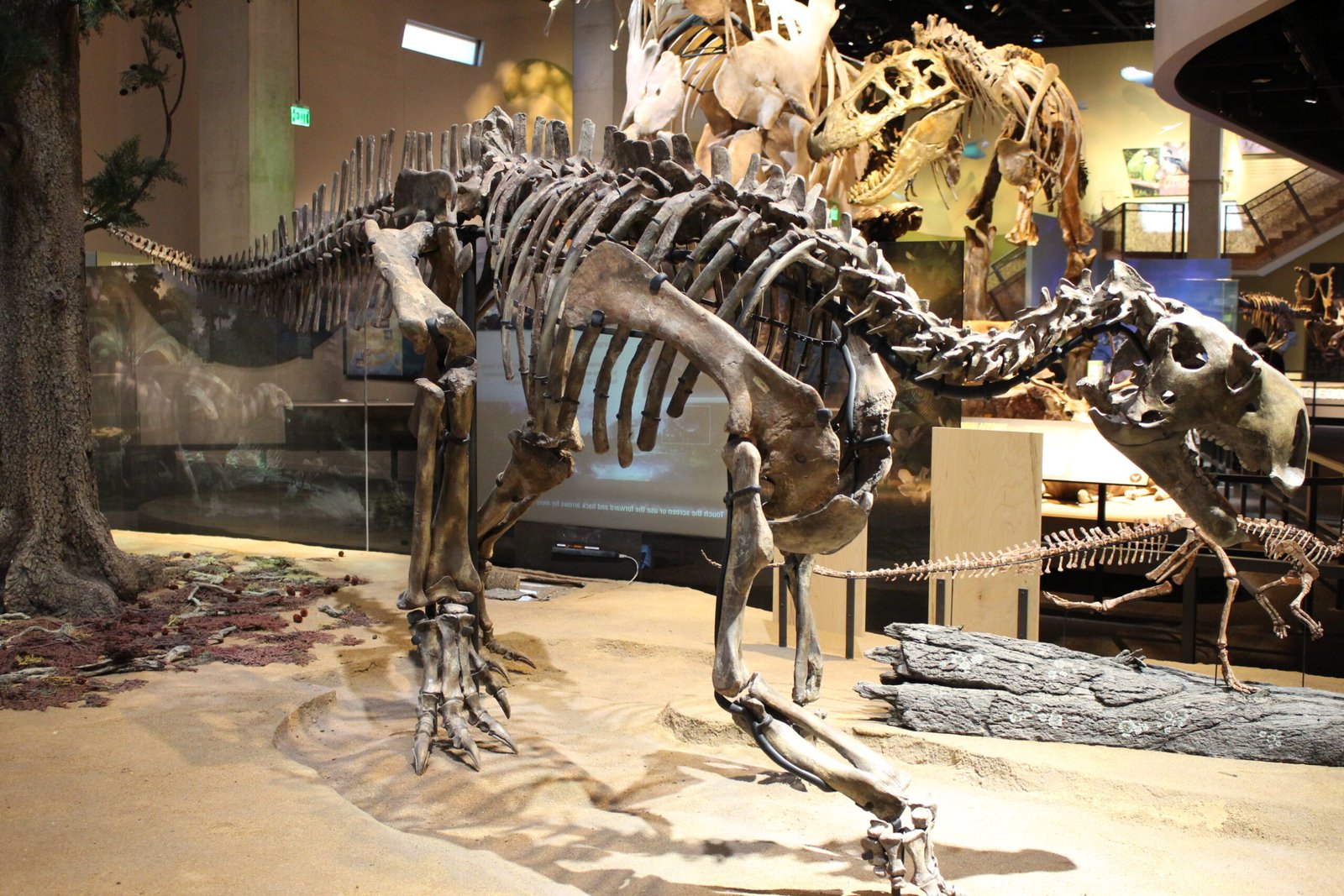 The Spiky Defender: Tenontosaurus tilletti (image credits: wikimedia)