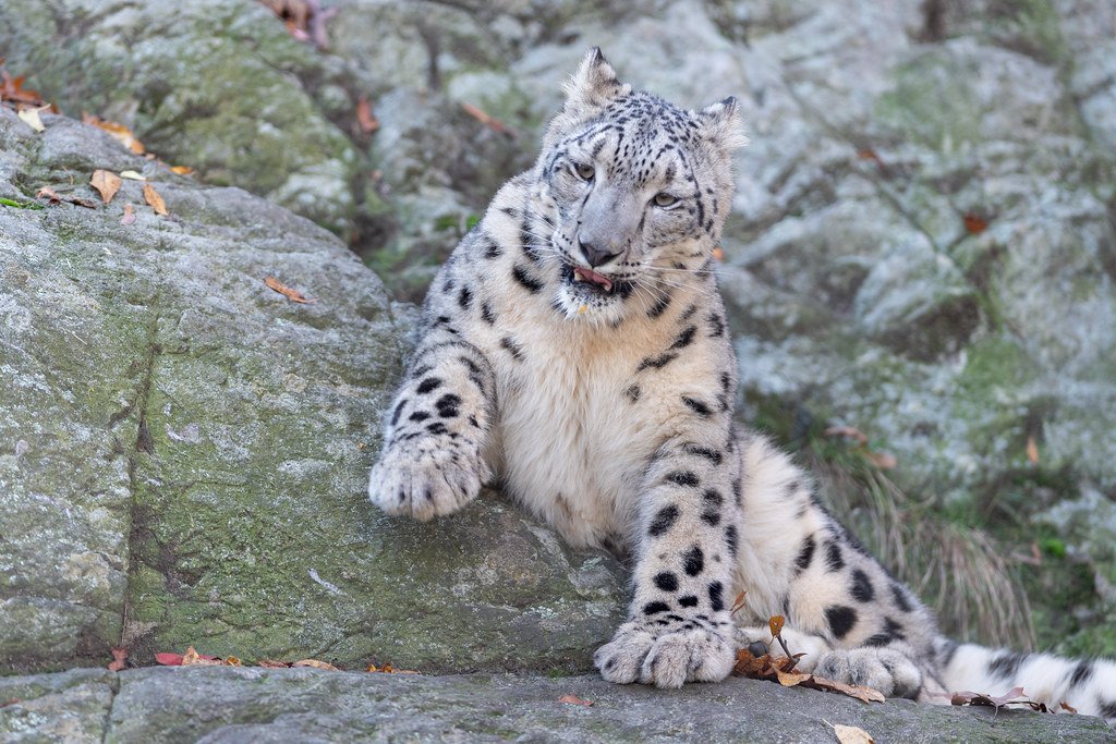 The Mysterious Leopard Spots (image credits: flickr)