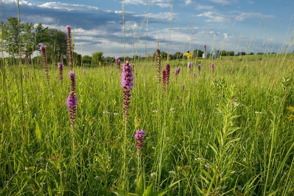 Midwest Prairie Powerhouses (image credits: flickr)
