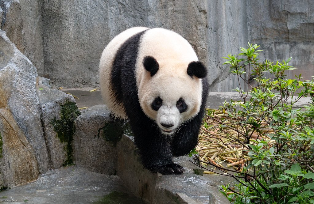 Giant Pandas: The Unexpected Stars of River Conservation (image credits: flickr)