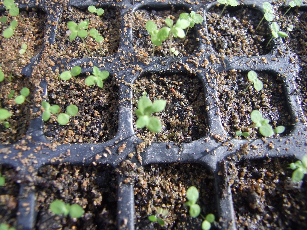 The Malaria Mystery Solved by Ancient Chinese Texts (image credits: flickr)