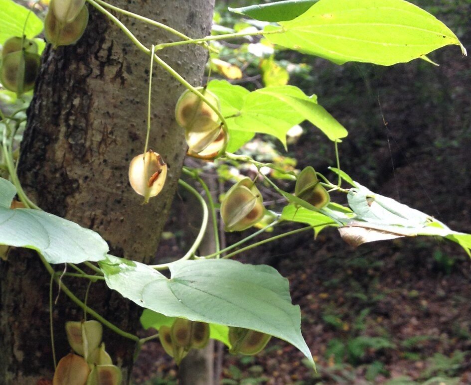 The Birth Control Revolution Hidden in Wild Yams