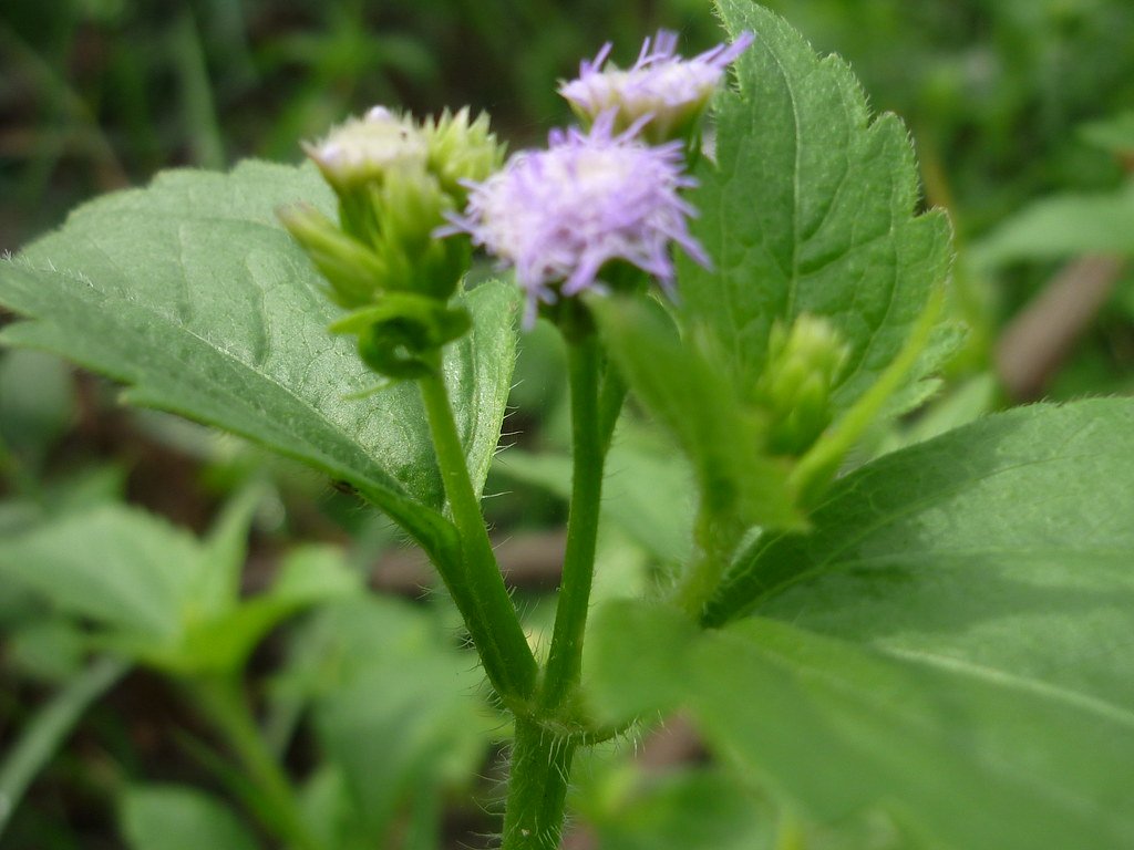 The Modern Phytochemical Boom (image credits: flickr)