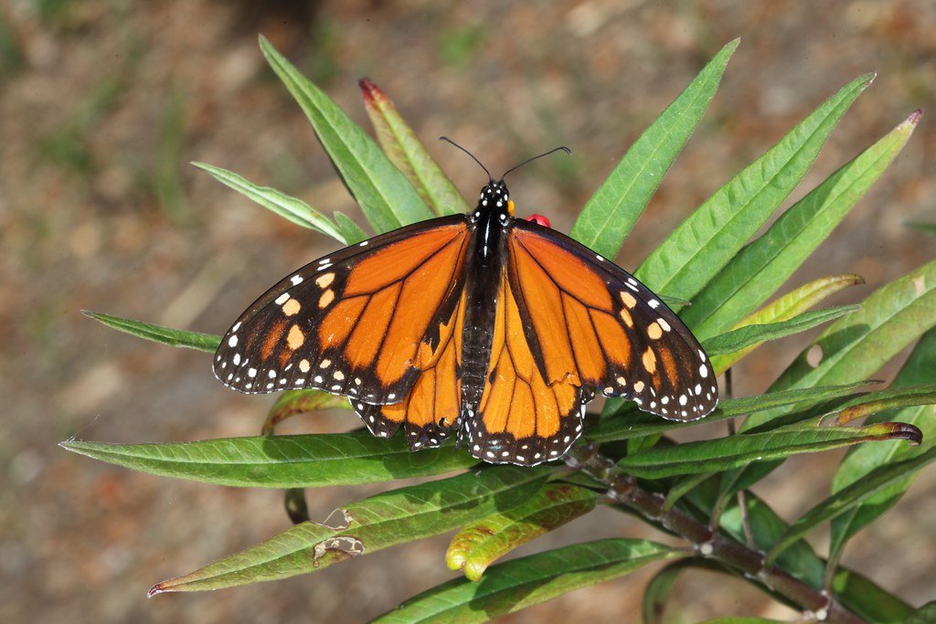 Milkweed: The Monarch's Lifeline (image credits: flickr)