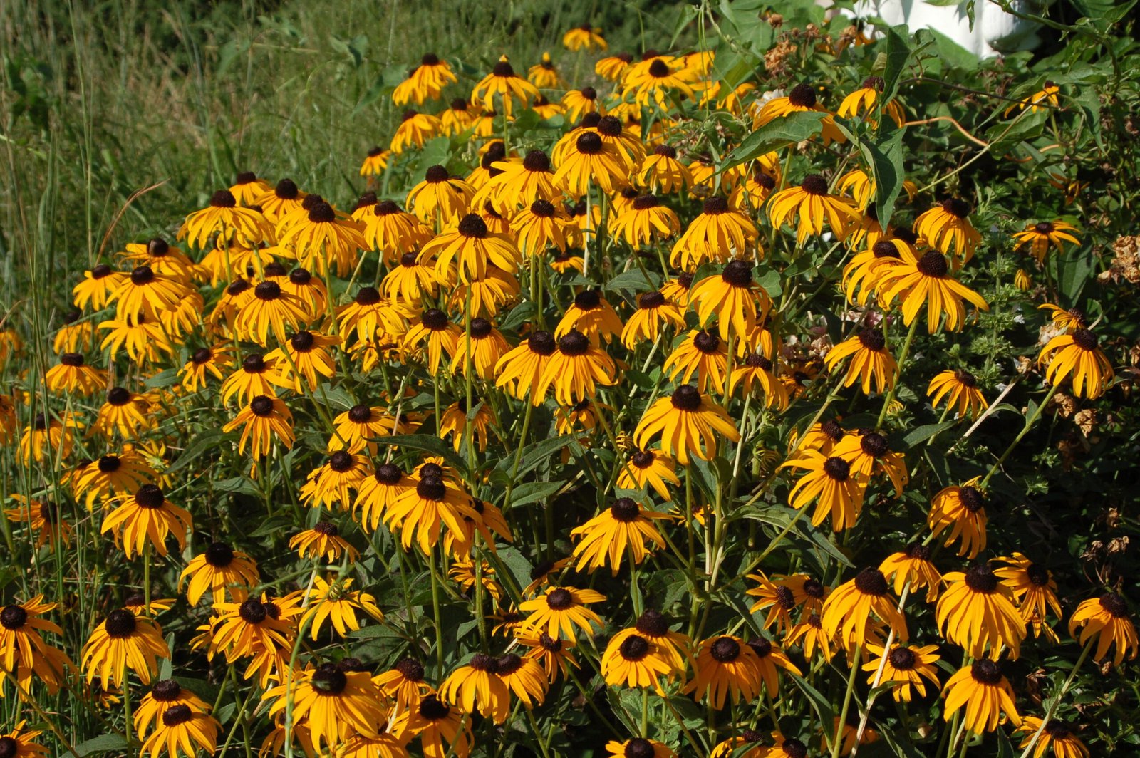 Black-Eyed Susans: The Late Summer Champions (image credits: wikimedia)