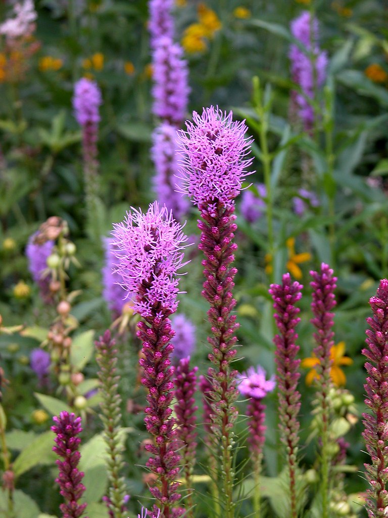 Blazing Star: The Vertical Pollinator Highway (image credits: flickr)