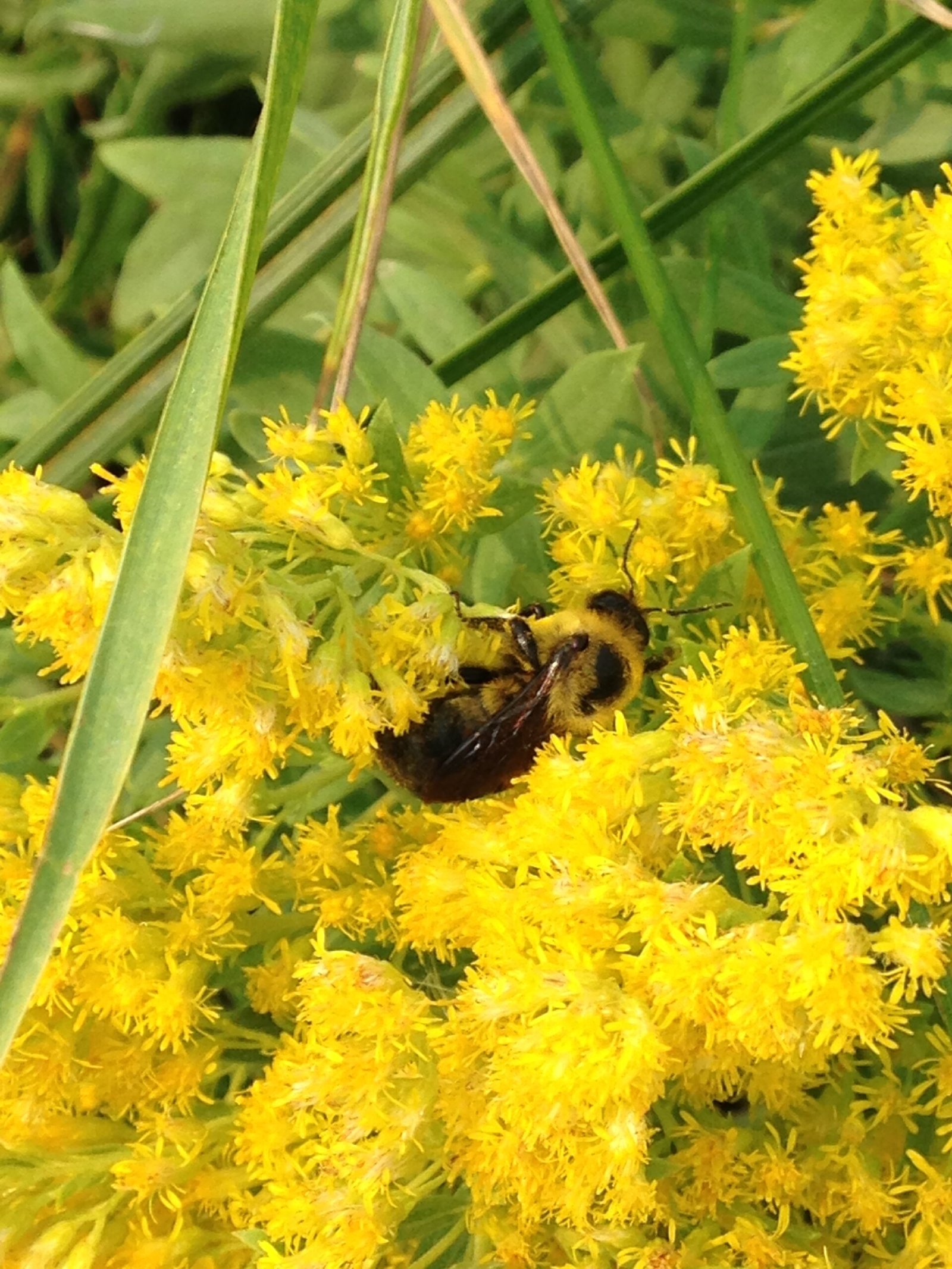 Goldenrod: The Autumn Lifesaver (image credits: wikimedia)