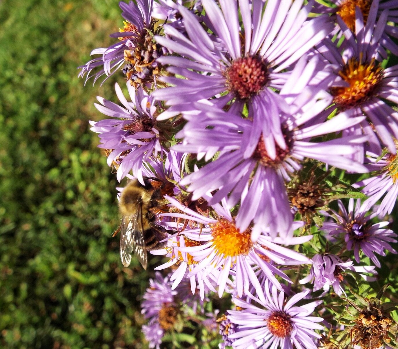 Asters: The Fall Finale Feast (image credits: wikimedia)