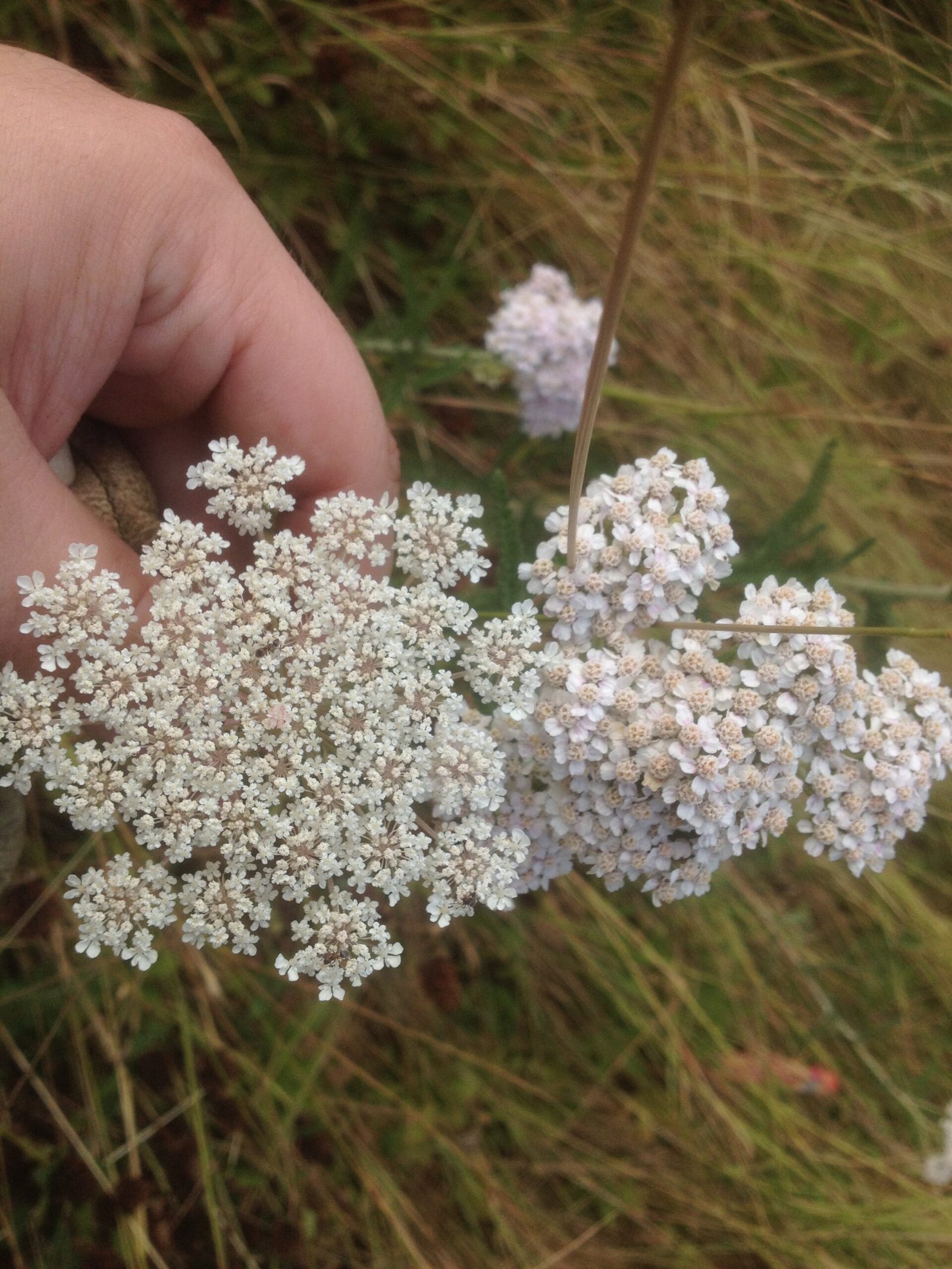 Yarrow: The Accessible Buffet (image credits: wikimedia)