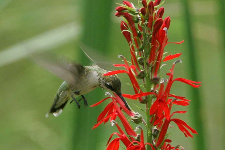 Cardinal Flower: The Hummingbird Magnet (image credits: wikimedia)