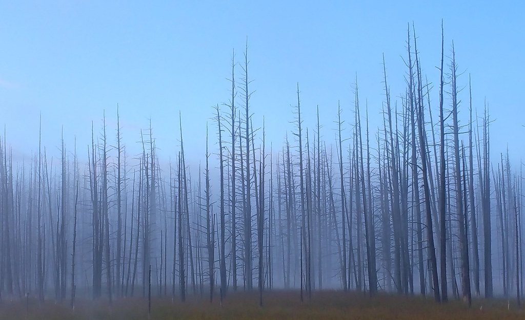 The Eerie Reality of Dying Forests (image credits: flickr)