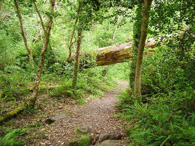 The UK's Hidden Temperate Rainforests (image credits: wikimedia)