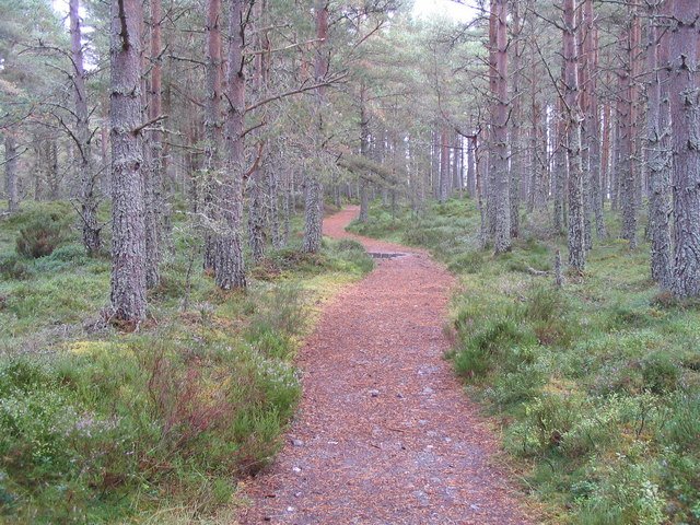 Scotland's Caledonian Forest Renaissance (image credits: wikimedia)