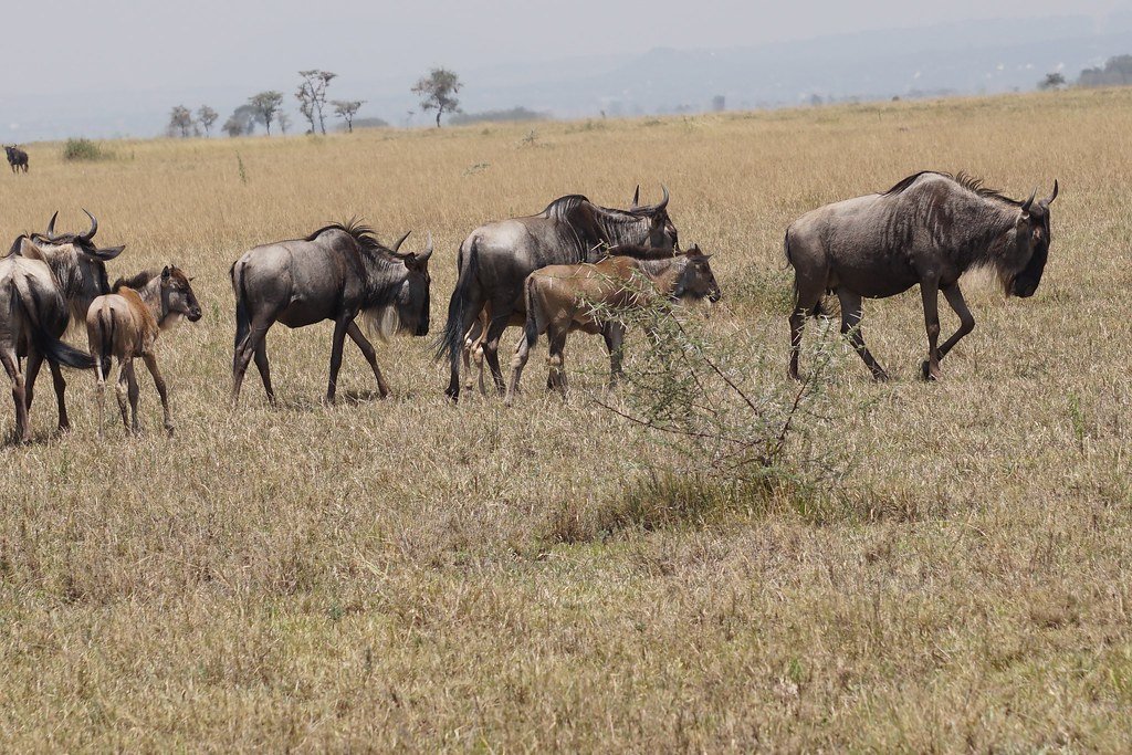 The Serengeti's Wildebeest Comeback That Saved an Ecosystem (image credits: flickr)