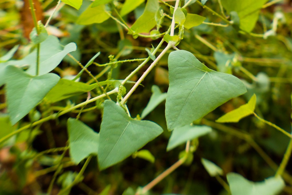 The Triangular Leaf Mystery (image credits: flickr)