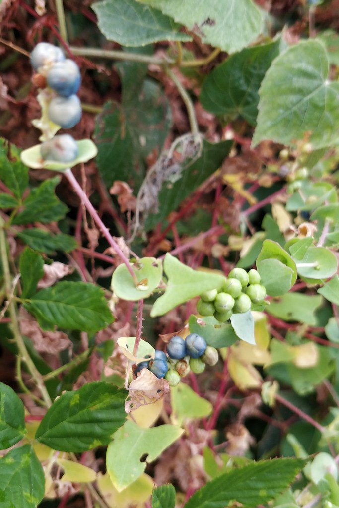 The Metallic Blue Fruit That Fools Everyone (image credits: flickr)