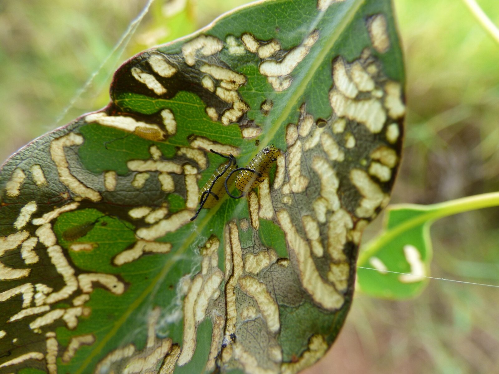 How the Weevil Wages War (image credits: wikimedia)