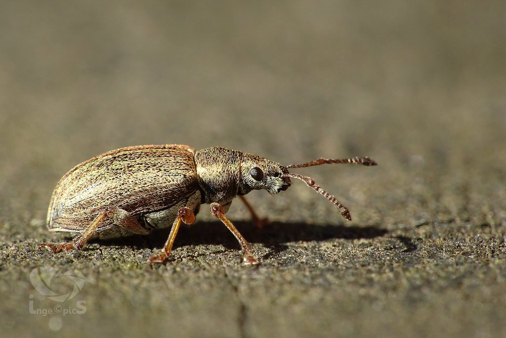 The Slow March of Biological Control (image credits: flickr)
