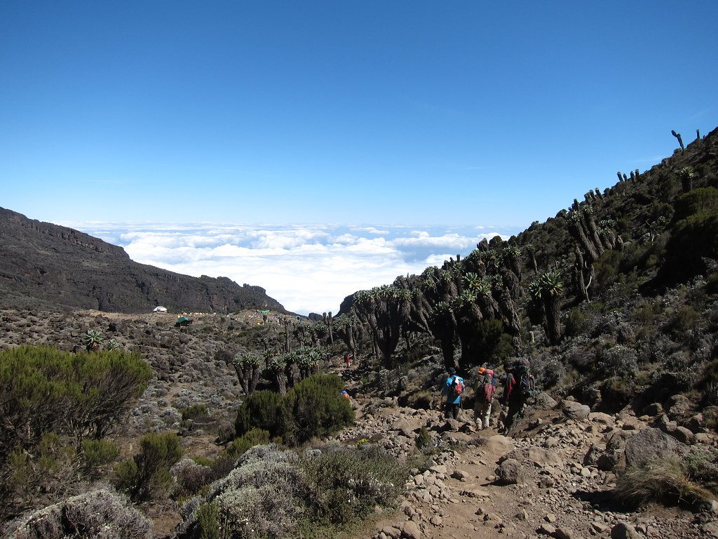 Isolated by Altitude: Nature’s Time Capsules (image credits: flickr)
