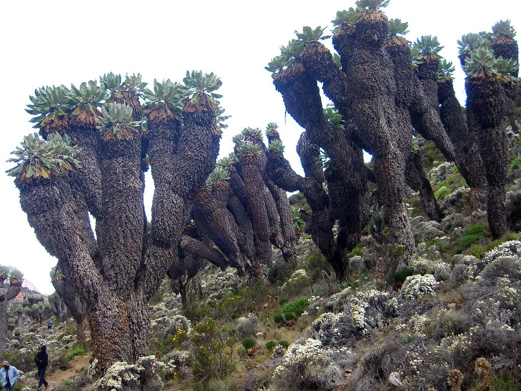The Giant Groundsels: Nature’s Alien Sculptures (image credits: flickr)