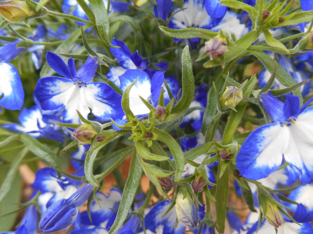 Lobelia Deckenii: The Mountain’s Icy Flower (image credits: flickr)