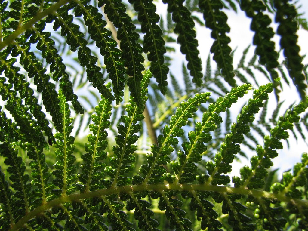 Ancient Ferns: Relics of a Greener Past (image credits: flickr)