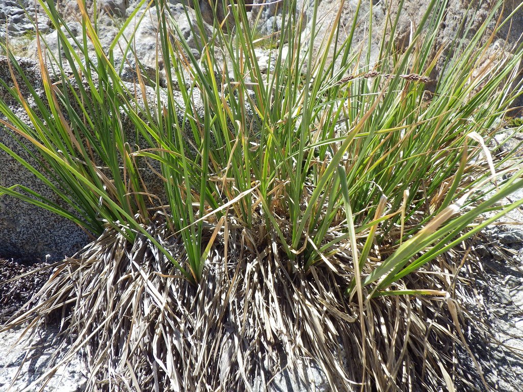 Rising Above the Tree Line: Alpine Tussock Grasses (image credits: flickr)