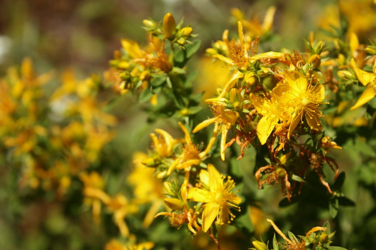 St. John’s Wort: The Yellow Sentinel (image credits: wikimedia)