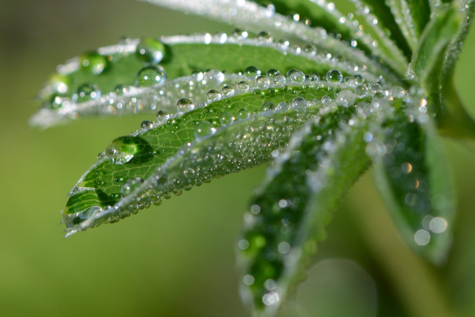 Alchemilla: The Dew Collector’s Secret (image credits: wikimedia)