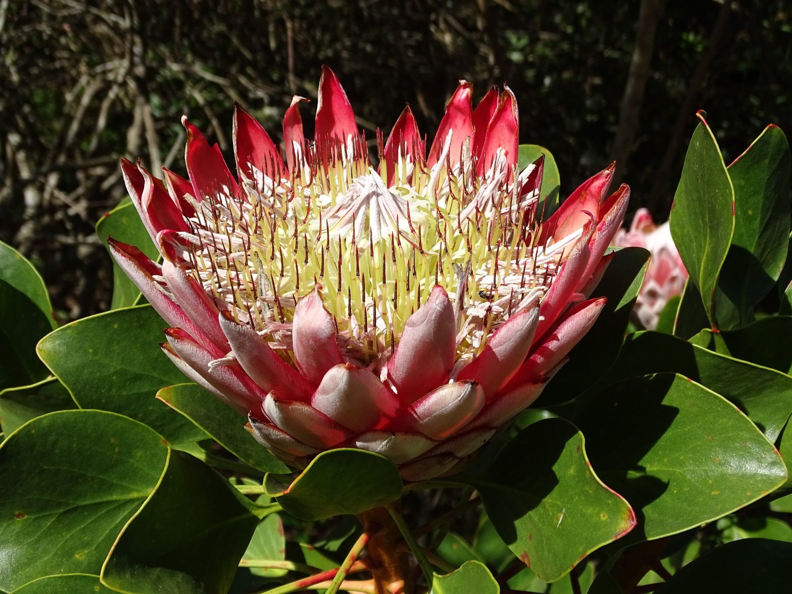 Wild Protea: African Fireworks (image credits: wikimedia)