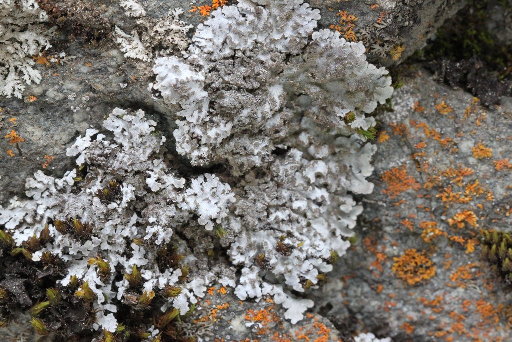 Old Man’s Beard: Nature’s Frosty Veil (image credits: flickr)